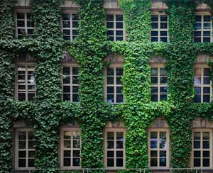 家里不同角落需要擺放不同植物，你家放對(duì)了嗎？