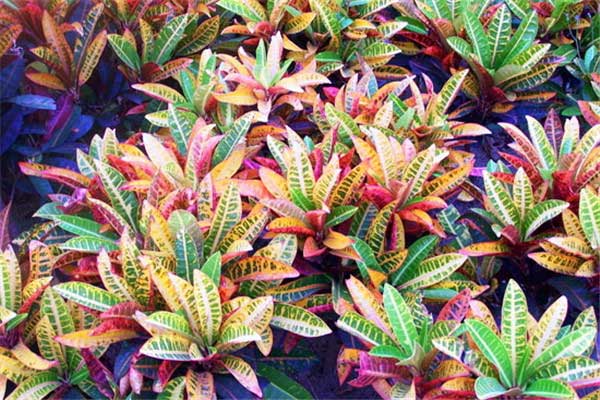 變?nèi)~木_副本