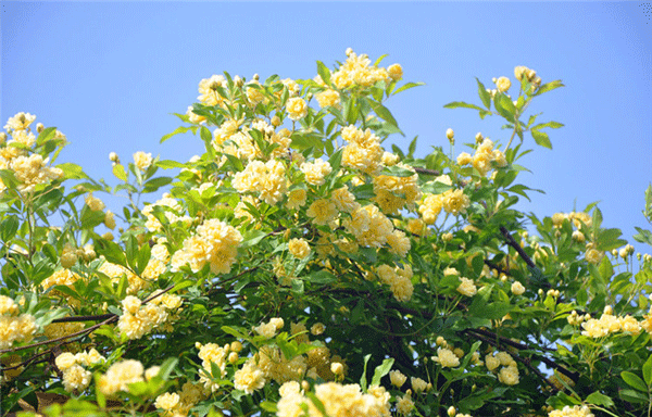 很多人都喜歡花花草草，但是咱們室內(nèi)該擺什么就不是那么清楚了。