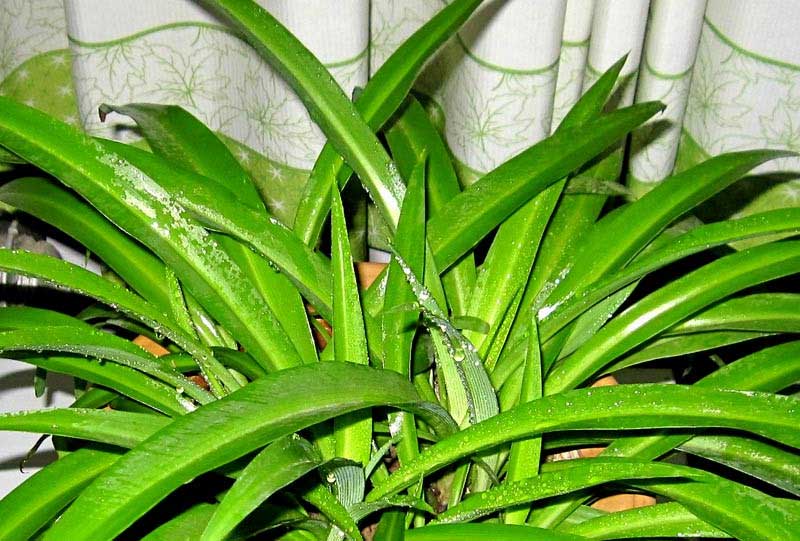 綠葉吊蘭11111111111111111111_副本