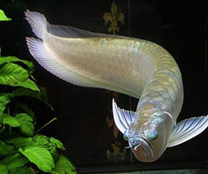 你認(rèn)識(shí)銀龍魚(yú)嗎？它可以吃嗎？