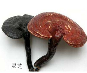 靈芝為什么那么貴？你知道怎么辨別靈芝的真假嗎？