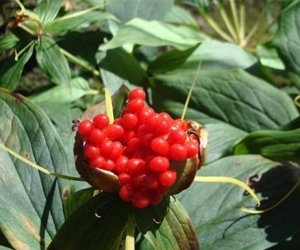 你知道重樓這種生物嗎？它的功效可是很大的哦！