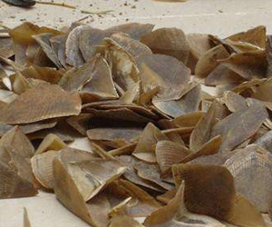 穿山甲鱗片有什么功效？它的市場價(jià)格又是什么樣的呢？