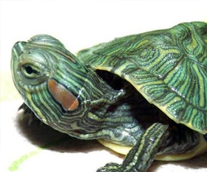 巴西龜貴嗎？選購標(biāo)準(zhǔn)有哪些呢？