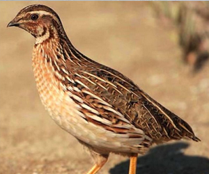 鵪鶉和鴿子同屬于一個(gè)物種嗎？