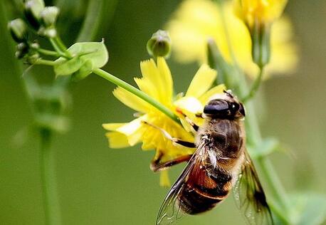 被蜜蜂蟄了怎么辦？