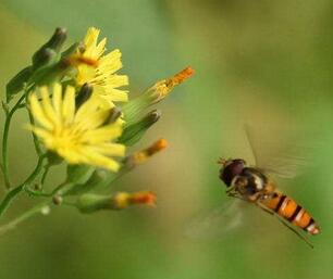 被蜜蜂蟄了怎么辦？
