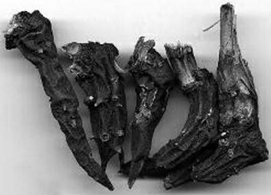 草烏對人身體有什么好處呢？