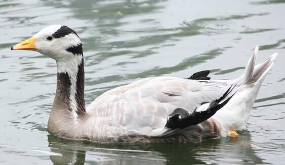 鵝和鴨的區(qū)別