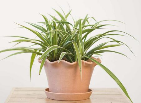 家里放金邊吊蘭好嗎？