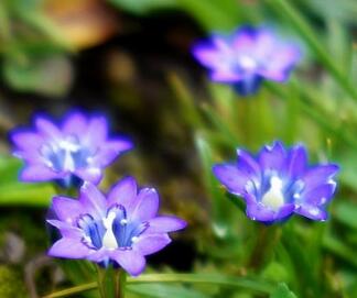 龍膽草多少錢？功效怎么樣？