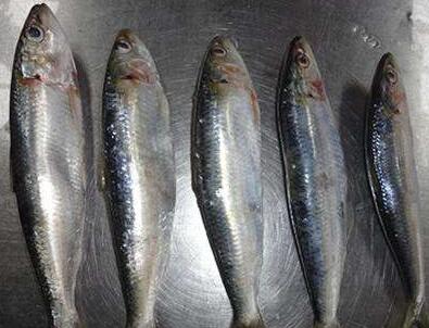 沙丁魚多少錢呢？怎么選購呢？