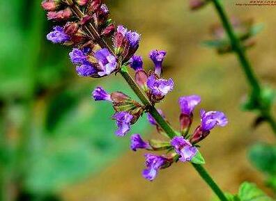 紫參有哪些功效呢？