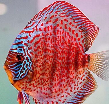 七彩神仙魚多少錢呢？好養(yǎng)嗎？