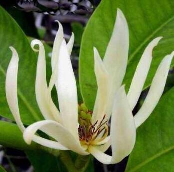 白蘭花怎么種植呢？好養(yǎng)嗎？