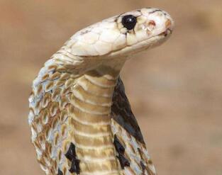 眼鏡蛇貴嗎？都分布在哪里呢？