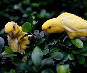 橫斑鸚鵡貴不貴？多少錢呢？