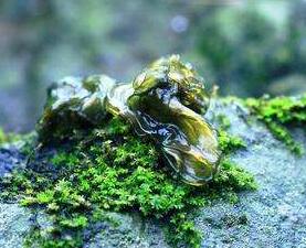 吃地皮菜好嗎？多少錢一斤呢？