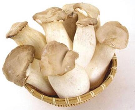 杏鮑菇產(chǎn)自哪里呢？需要哪些條件呢？