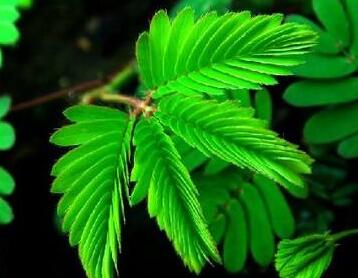 含羞草為什么會害羞？有什么作用呢？